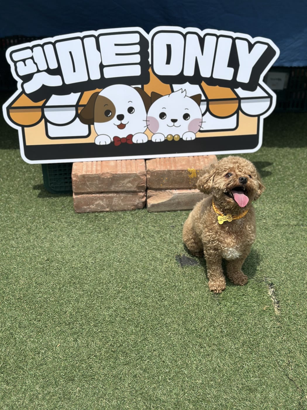 펫마트 체험 이벤트